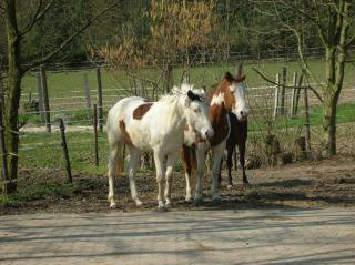 Schicke PAINT HORSE STUTE sucht neuen liebevollen Besitzer