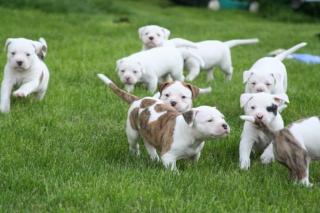 American Bulldog Welpen