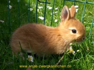 Spezialisierte Mini Zwergkaninchenzucht in nrw