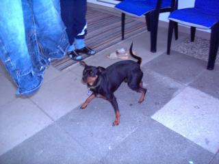 Zwergpinscher