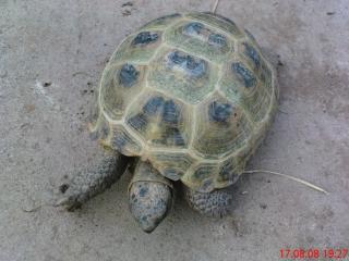 Vierzehenlandschildkröte