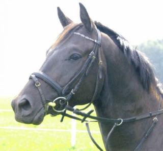 Schicker Trakehner mit viel Potential sucht Reitbeteiligung