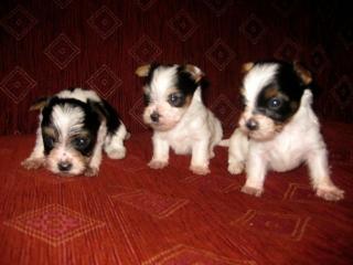 Biewer-Yorkie Welpen 3 Rüden / klein bleibend