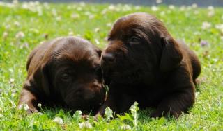 Welpen aus Labrador und Vizsla