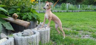 Italienisches Windspiel. Italian Greyhound