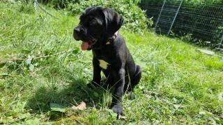 Schweiz/Zürich Cane Corso Welpen Mia King suchen einen schönen Lebensplatz