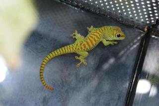 Taggeckos 0, 1, 3 Phelsuma mad grandis