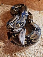 Dringend 1. 0 Boa Constrictor Constrictor Surinam