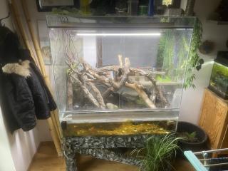 Krokodile Höckerschwanz Echse mit Paludarium