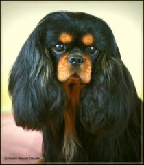 Cavalier Welpen in black and tan Rüde Hündin