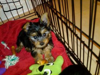 3 süsse Yorkshire Terrier Babys suchen Dosenöffner