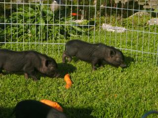 Hängebauchschweine zu verkaufen