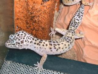 Gebe ab Leopardgecko 100 het für Albino 1. 2 komplet mit Terarium