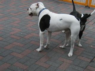 Amerikanische Bulldogge 7 Monate