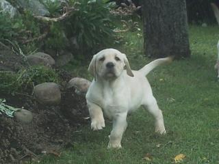 Welpen in blond und braun