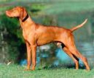 Mayar vizsla jagdhund aus ungarn