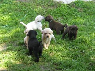 Labradorwelpen in allen Farben