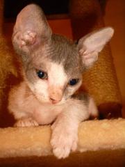 DON SPHYNX Exotisch- Edel- Elegant