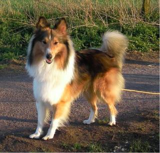 Sheltie vermisst in Solingen seit 21. 04. 09