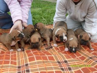 Boxer Boxerwelpen zu verkaufen