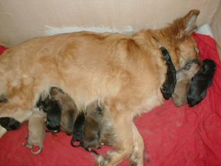 11 bezaubernde Golden Retriever, Weisser Schäferhund Mix-Welpen