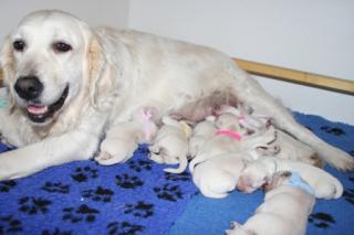 Cremefarbene Golden Retriever Welpen