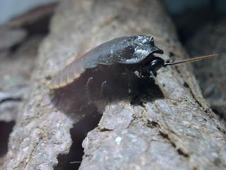 Biete Madagaskar Fauchschaben