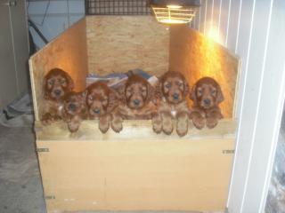 Irish Setter Welpen rot abzugeben