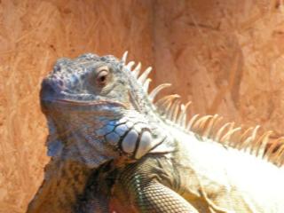 Grüner Leguan iguana iguana adult m terrarium