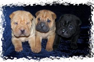 Hervorragende Shar-Pei Puppies zu verkaufen