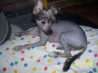 Chinese Crested Welpe Rüde