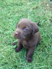 2 Labradorwelpen süß und schokobraun