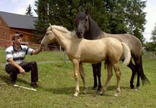 Achilles - sehr schicker Palomino Hengst Viergänger