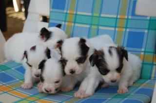 Papillon - 5 Rüden suchen lieben Familienanschluss