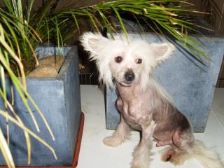 Chinese Crested Dog