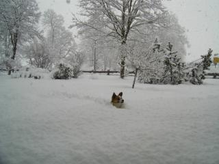 Winterurlaub mit Hund im Berchtesgadener Land