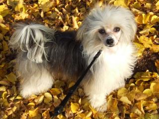 Chinese Crested Deckrüde, 29cmGross m. VDH Papiere