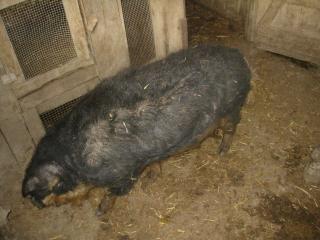 Wollschweineber schwalbenbäuchig ca. 3 Jahre zu verkaufen