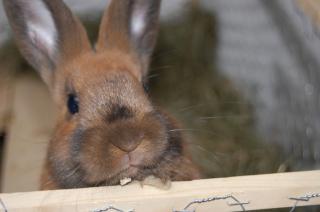 Zwei süße Kaninchen abzugeben