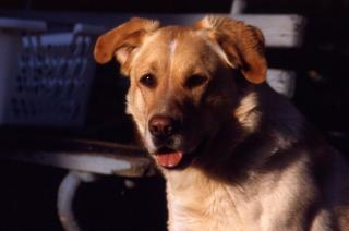 Hübscher Labrador-Schäferhundmischling