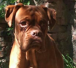 Boxer mischling