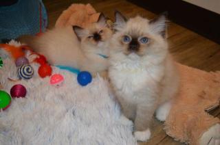 Ragdoll Kätzchen - kleiner Familienfreund voor koop