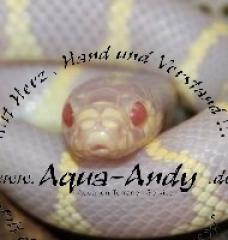 Kalifornische Kettennatter - Lampropeltis getula californiae albino