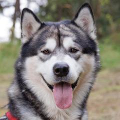 MuBalu - männlich 2 Jahre 65 cm 40 kg Alaskan Malamute Gechipt Kastriert