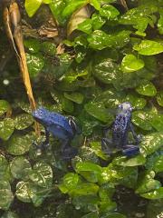 Dendrobates Azureus Pfeilgiftfrösche Blaue Baumsteiger