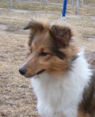 Sheltie - z/w Hündin