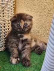 Exotic Shorthair Mix Kätzchen