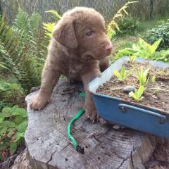 Chesapeake Bay Retriever Welpen