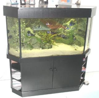 Komplettes Panorama-Aquarium ca 350 Liter