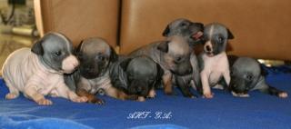 American Hairless Terrier Welpen